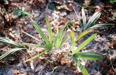 A Quixotic Gardener: Trying to Grow Palms Outdoors an Hour’s Drive From ...