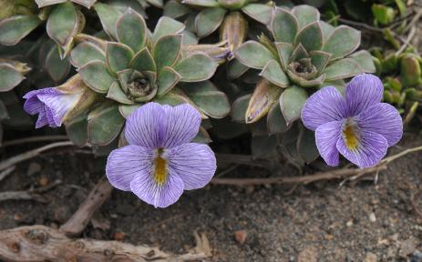 Viola × blaxlandiae 