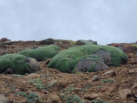 Massive specimens of Azorella madreporica 