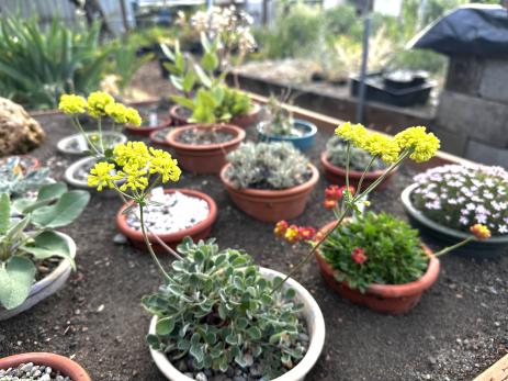 Various eriogonums in the alpine frame 