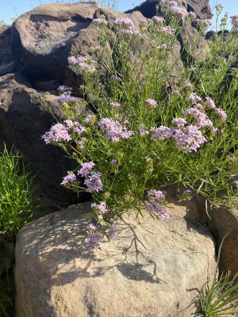 Stenaria nigricans