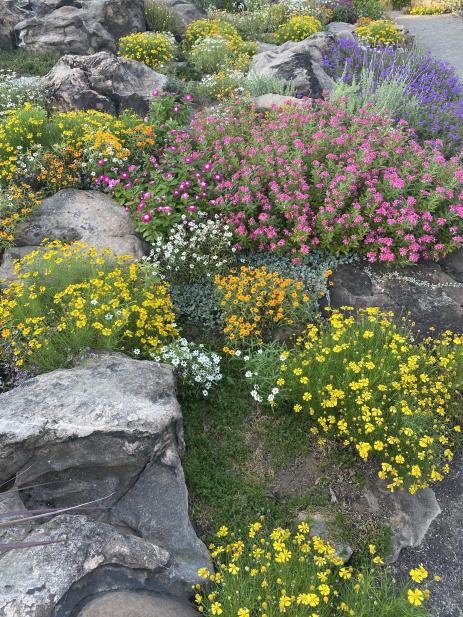 Summer bloom in the rock garden