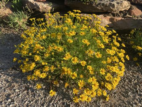 Helenium amarum