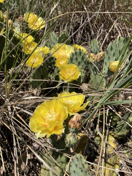 Opuntia humifusa       