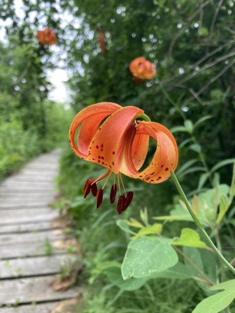 Lilium michiganense