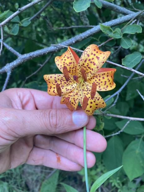 Lilium michiganense