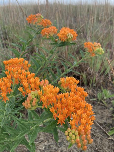 Asclepias tuberosa