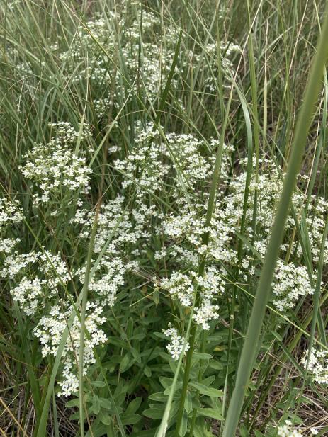 Euphorbia corollata