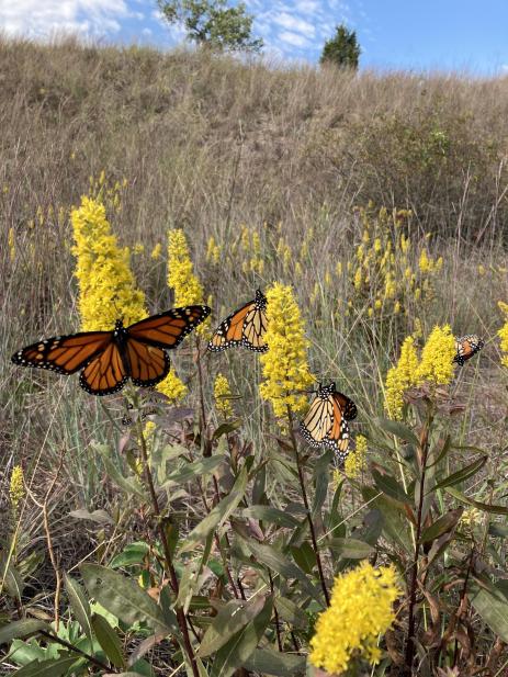 Solidago speciosa with monarch butterflies