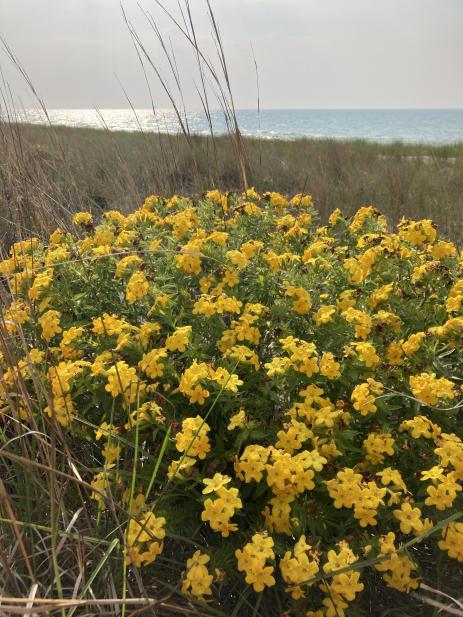 Lithospermum caroliniense