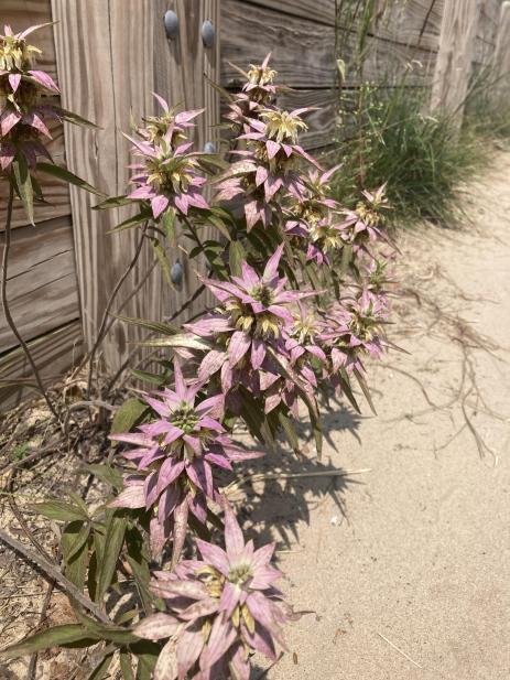 Monarda punctata     