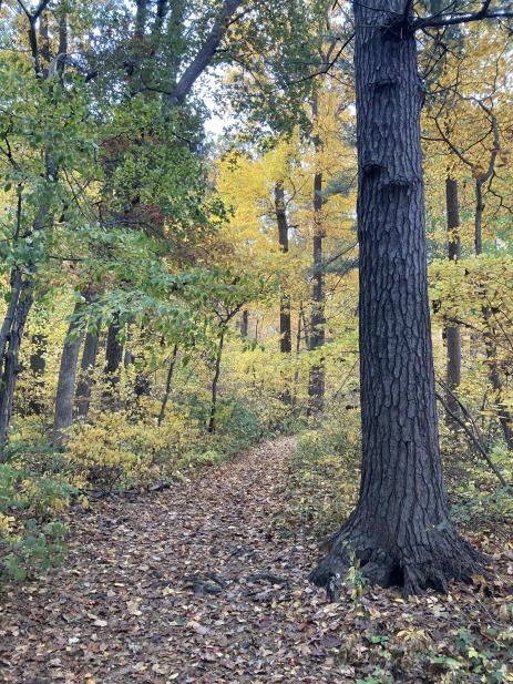 Fall in the woodlands around the dunes