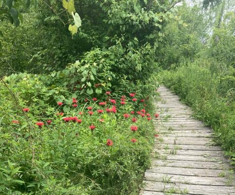 Boardwalk through wetlands