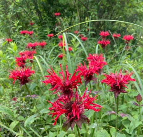 Monarda didyma       