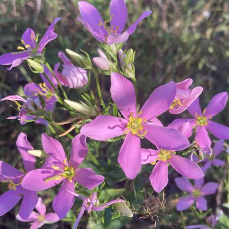 Sabatia angularis