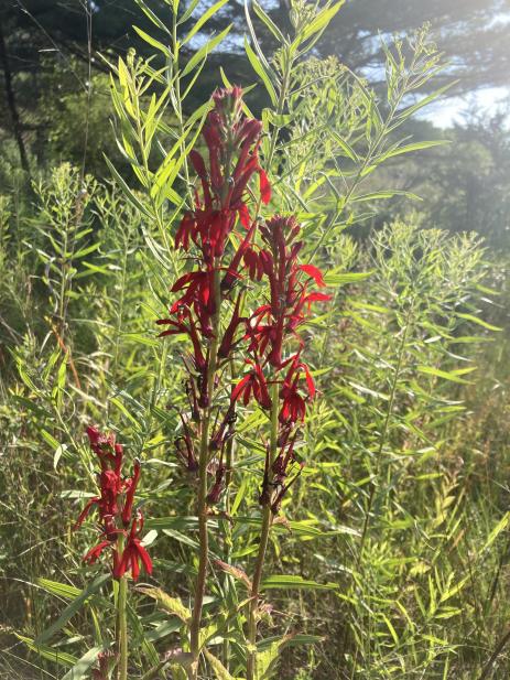 Lobelia cardinalis    