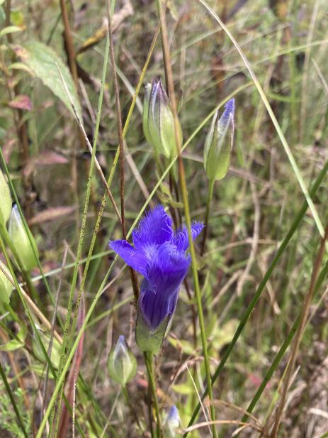 Gentianopsis crinita