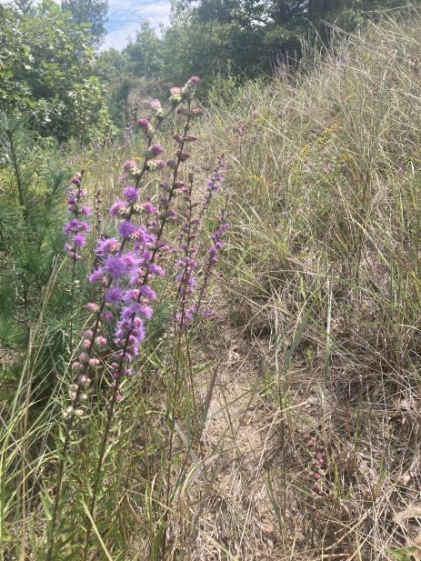 Liatris aspera