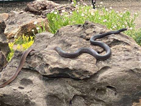 Sunbathing snake