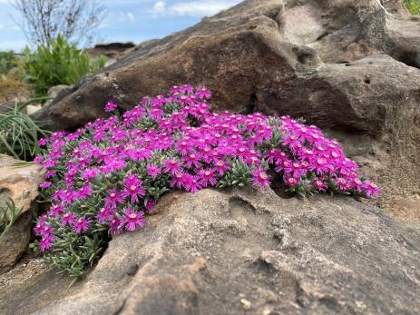 Ruschia pulvinaris