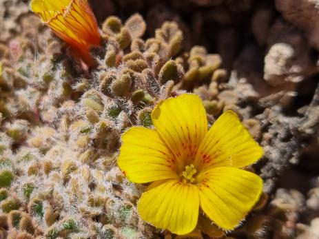 Close-up of Oxalis compacta