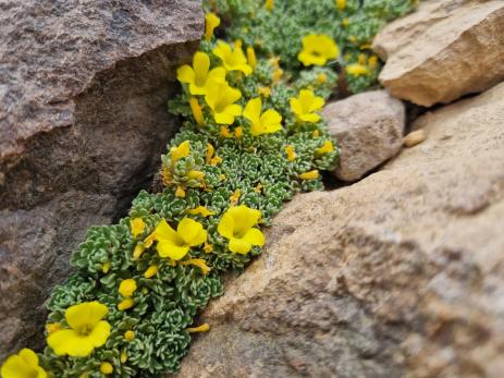 Oxalis penicillata