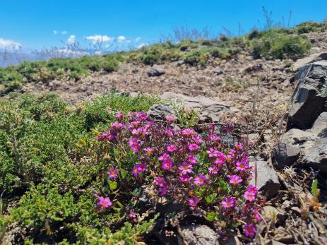 Oxalis squamata         