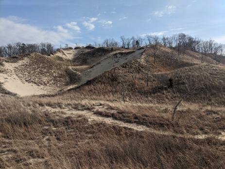 Grasslands in the Indiana Dunes