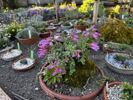 Penstemon rupicola growing on pumice in alpine frame.