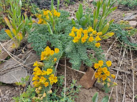 Tropaeolum polyphyllum