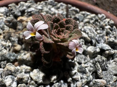 Viola philippi 