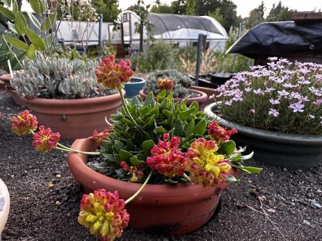 Eriogonum umbellatum var. porteri