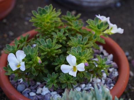 Viola cotyledon