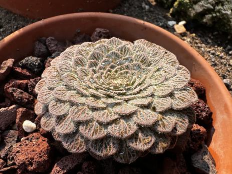 Viola montagnei