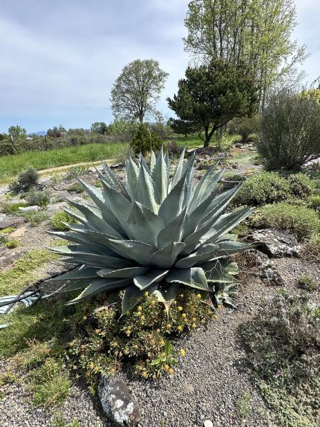 Agave havardii or A. ovatifolia