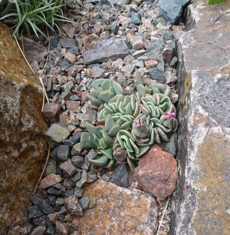 Aloinopsis spathulata        