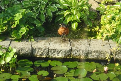 An American robin bathing in the bog which serves as a biological filter