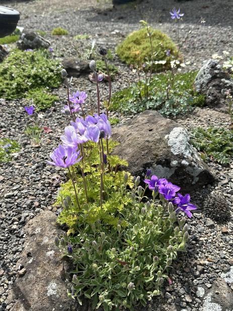 Anemone heldreichii 