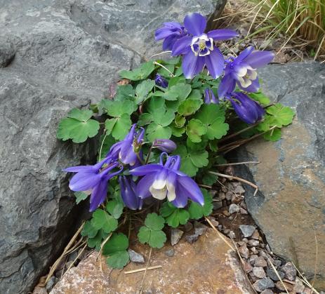 Aquilegia flabellata ‘Nana’