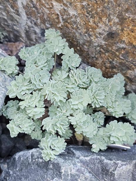 Aquilegia jonesii  grows well in the Crevice Garden despite much higher daytime temperatures than it would encounter in its native range