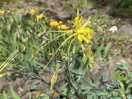 Aquilegia longissima