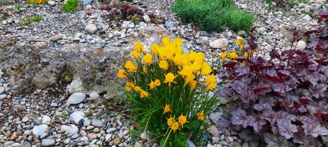 Narcissus bulbocodium