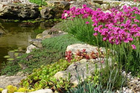 Thrift (Armeria maritima) blooming behind various sedums