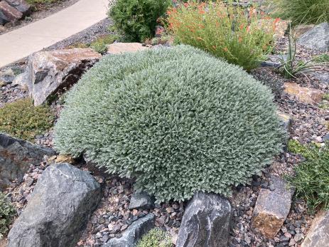 Astragalus angustifolius 