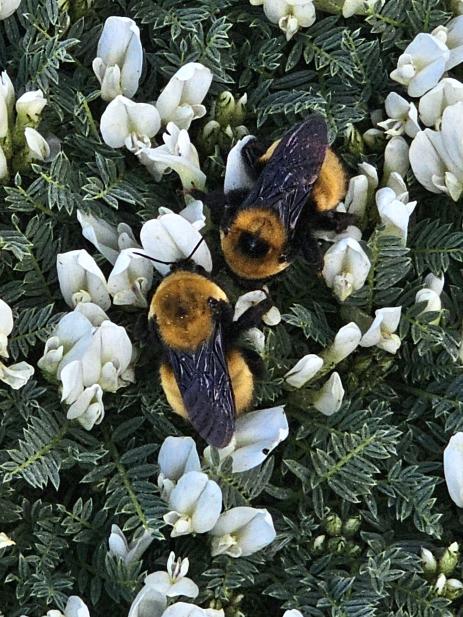 Astragalus angustifolius with plains bumblebee,  a southern species which has only been seen in Wyoming at the Botanic Gardens.