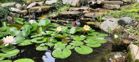 Waterlilies blooming below the waterfalls