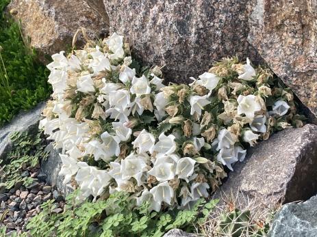 Campanula choruhensis