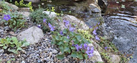 Campanula poscharskyana growing between the waterfalls