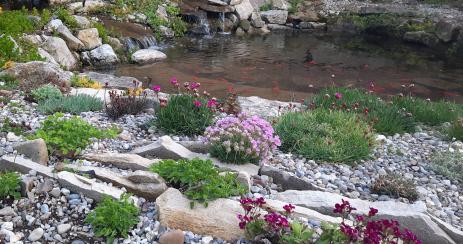 Crevice garden blooms