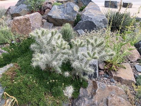 Cylindropuntia whipplei ‘Snow Leopard'